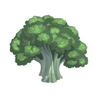 Broccoli illustration isolated on white background vector
