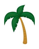Palm tree illustration vector