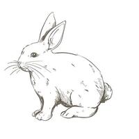 A drawing of a rabbit sitting down vector