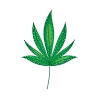 A marijuana leaf on a white background vector