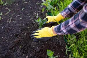 The hands of woman gardener in gloves plant seedling of small oak trees in the ground. Concept of planting trees and creating an alley or forest photo