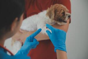 Closeup shot of veterinarian hands checking dog by stethoscope in vet clinic photo