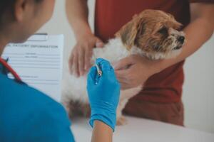 Closeup shot of veterinarian hands checking dog by stethoscope in vet clinic photo