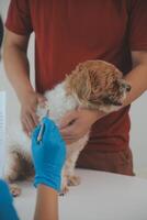 Closeup shot of veterinarian hands checking dog by stethoscope in vet clinic photo