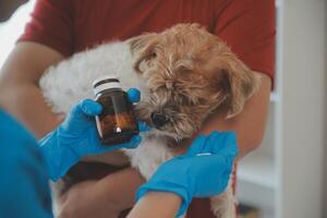Closeup shot of veterinarian hands checking dog by stethoscope in vet clinic photo