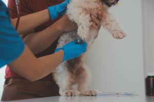 Closeup shot of veterinarian hands checking dog by stethoscope in vet clinic photo