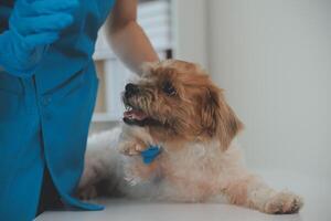 Closeup shot of veterinarian hands checking dog by stethoscope in vet clinic photo