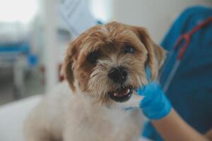 Closeup shot of veterinarian hands checking dog by stethoscope in vet clinic photo