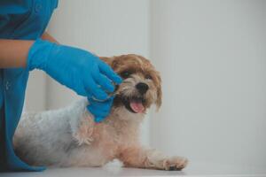 Closeup shot of veterinarian hands checking dog by stethoscope in vet clinic photo