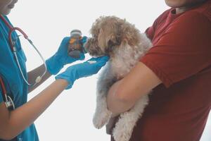 Closeup shot of veterinarian hands checking dog by stethoscope in vet clinic photo