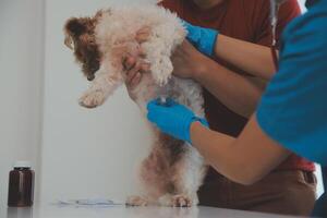 Closeup shot of veterinarian hands checking dog by stethoscope in vet clinic photo