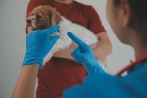 Closeup shot of veterinarian hands checking dog by stethoscope in vet clinic photo