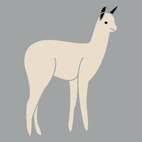 illustration of a llama on a white background vector