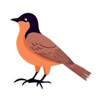 A bird with orange and black feathers standing on a white background vector