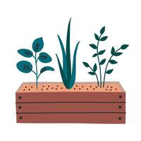Flat illustration of three plants growing in a wooden box filled with soil. Concept of gardening, nature, and sustainable living. Simple cartoon style design for use in garden related designs vector