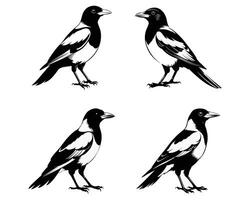 magpie high quality silhouette. ai vector
