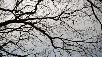 Silhouette of tree branches on sky background in winter season. Scary background. photo