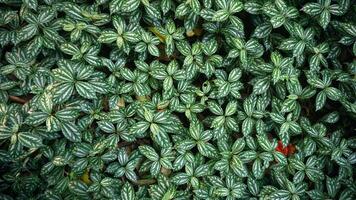 Green leaves background in the garden. Small white leaves texture pattern. photo