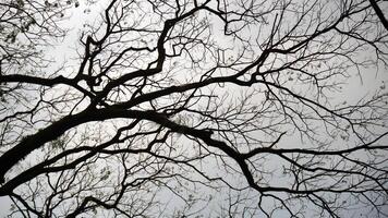 Silhouette of tree branches in autumn on a sky background. photo
