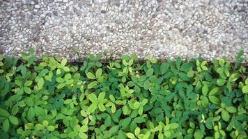 Green leaves and pebble floor in the garden, Nature concept. photo