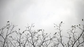 Tree branches with black and white sky in the background. Natural background with copy space. photo