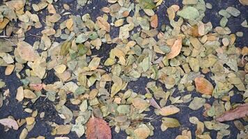 seco hojas en el suelo en otoño, de cerca de foto desde arriba.