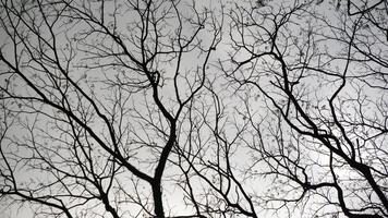 Dead tree branches on a clear sky background. Black and white photo. photo