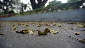 Fallen leaves on the cement floor in the park. photo
