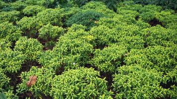 Green leaves in the garden, nature background and copy space for text. photo