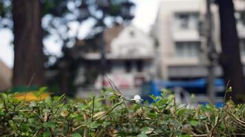 Close up of leaf and flower in the park with blur background. photo
