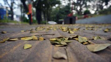 Fallen leaves on the floor in the park. Autumn background. Selective focus. photo