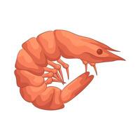 Fresh Red Shrimp vector