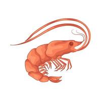 illustration of Fresh Red Shrimp vector