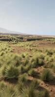 Very remote spinifex grass covered spot in the Great Victoria Desert video