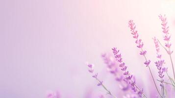 Serene Lavender Blossoms in Soft Morning Light with Gentle Pastel Background for Tranquil Nature and Spa Themes photo