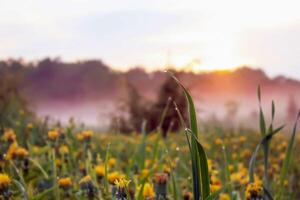 Sunrise landscape in the countryside. Scenic summer nature view in Latvia, East europe. photo