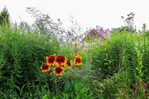 Landscape in the countryside. Scenic summer nature view in Latvia, East Europe. photo