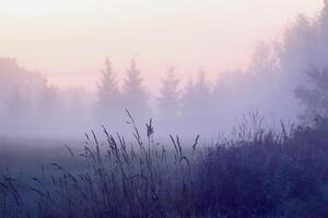 Evening mist on a field in countryside at summer. photo