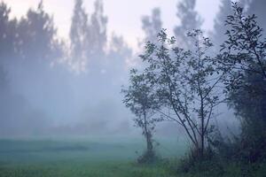 Evening mist on a field in countryside at summer. photo