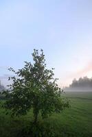 Evening mist on a field in countryside at summer. photo