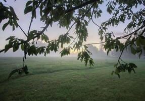 Evening mist on a field in countryside at summer. photo