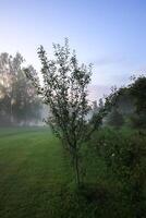 Evening mist on a field in countryside at summer. photo