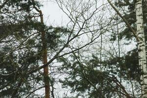 Snowy winter background with trees. Wintertime nature details. photo