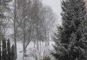 Snowy winter background with trees. Wintertime nature details. photo