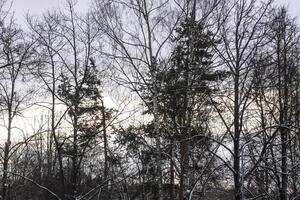 Snowy winter background with trees. Wintertime nature details. photo
