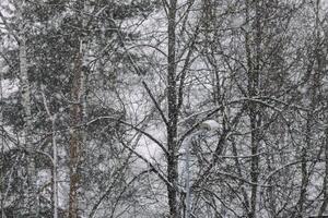 Snowy winter background with trees. Wintertime nature details. photo