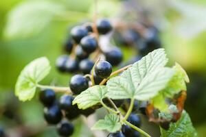Black currant berries on the bush. Summer harvest. Ripe currants. photo
