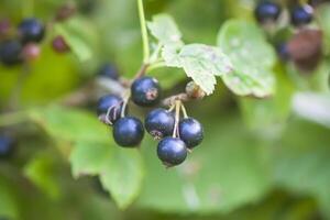 Black currant berries on the bush. Summer harvest. Ripe currants. photo