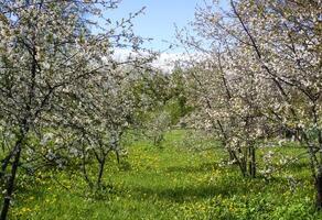 Fruit tree blossom in spring park. photo
