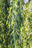 Weeping willow tree in autumn park. photo